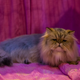 Image for article titled Perhaps You're Depressed Because Cats Keep Biting You